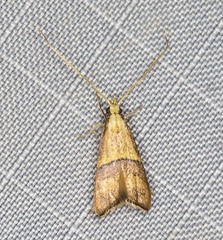 Crocanthes prasinopis