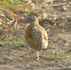 Turnix sylvaticus