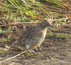 Turnix sylvaticus