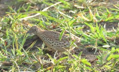 Turnix sylvaticus