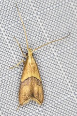 Crocanthes prasinopis