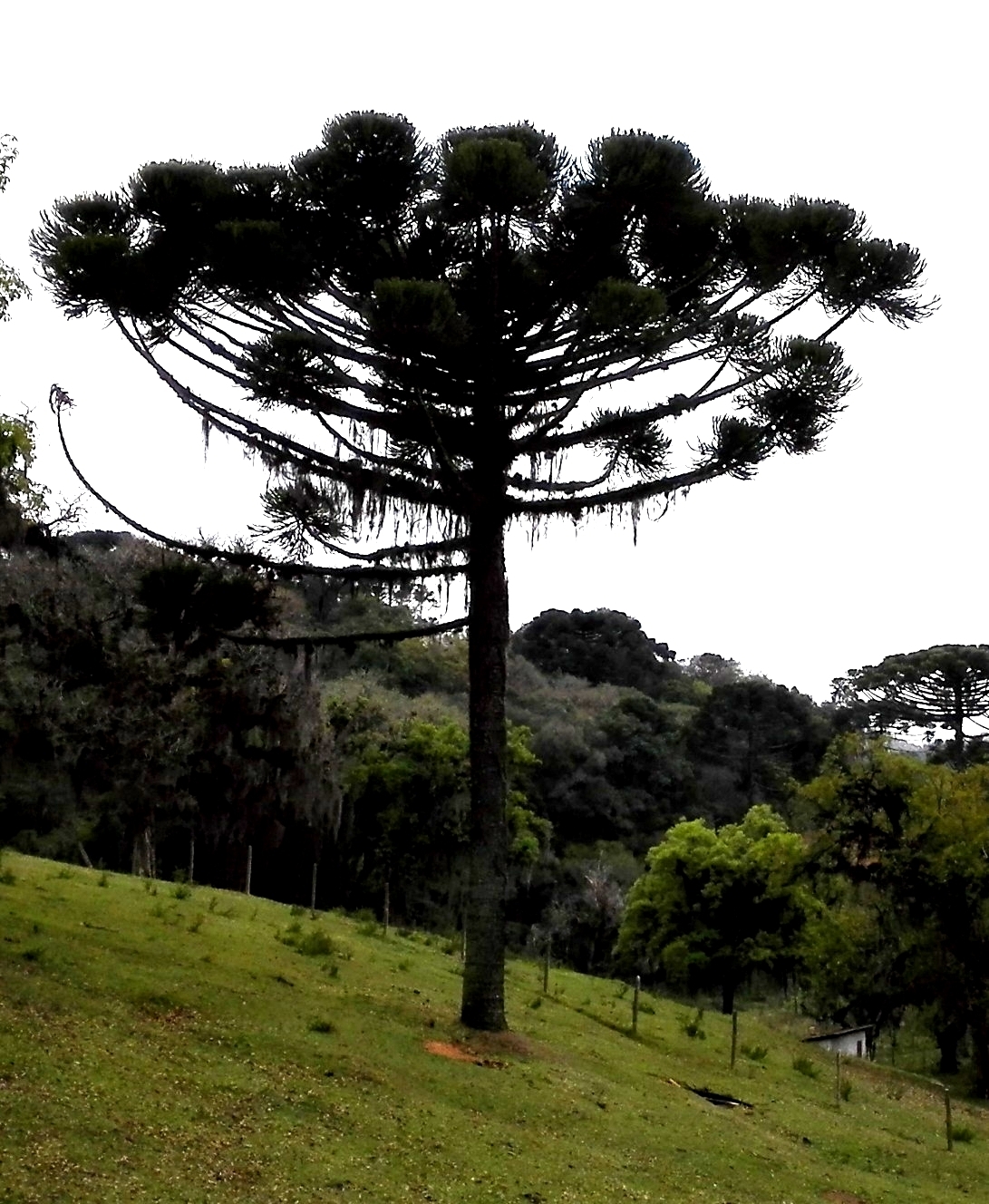 Araucaria angustifolia