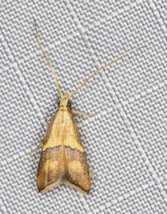 Crocanthes prasinopis