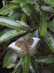Dophla evelina