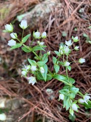 Swertia macrosperma