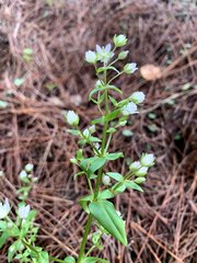 Swertia macrosperma