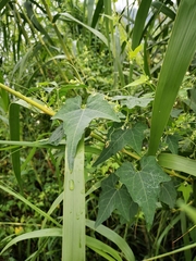 Actinostemma tenerum