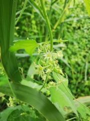 Actinostemma tenerum