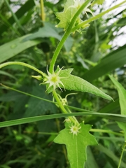 Actinostemma tenerum