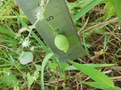 Actinostemma tenerum