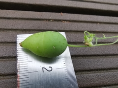 Actinostemma tenerum