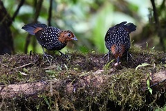 Acropternis orthonyx