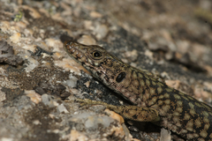 Archaeolacerta bedriagae bedriagae