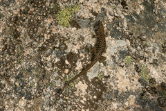 Archaeolacerta bedriagae bedriagae