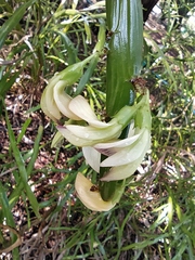 Carmichaelia williamsii