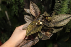 Nephelaphyllum