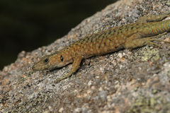 Archaeolacerta bedriagae bedriagae