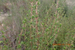 Cliffortia ramosissima