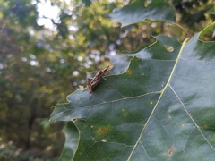 Leptoglossus occidentalis