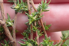 Cliffortia ramosissima