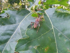 Leptoglossus occidentalis
