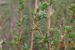 Cliffortia ramosissima