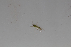 Nesidiocoris tenuis