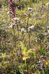 Saussurea pseudotilesii