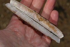 Ensis leei