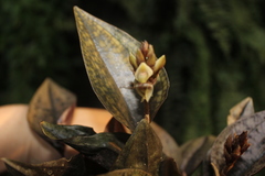 Nephelaphyllum