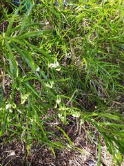 Carmichaelia williamsii