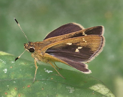 Arnetta vindhiana