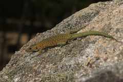 Archaeolacerta bedriagae bedriagae