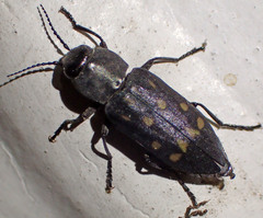 Melanophila consputa