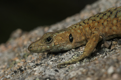 Archaeolacerta bedriagae bedriagae