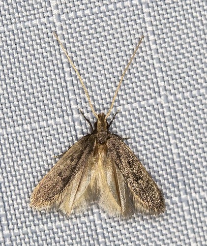 Lecithocera imprudens Meyrick, 1914