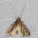 Lecithocera imprudens - Photo (c) Ian McMillan, some rights reserved (CC BY-NC), uploaded by Ian McMillan