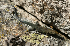 Archaeolacerta bedriagae paessleri