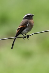 Ochthoeca rufipectoralis