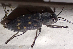 Melanophila consputa