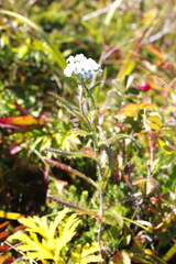 Achillea alpina camtschatica