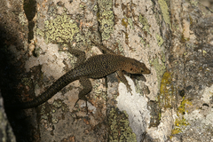 Archaeolacerta bedriagae paessleri