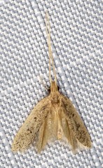 Lecithocera imprudens