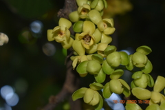 Stelechocarpus burahol