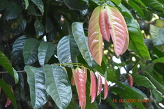 Stelechocarpus burahol