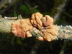 Hypocreopsis lichenoides