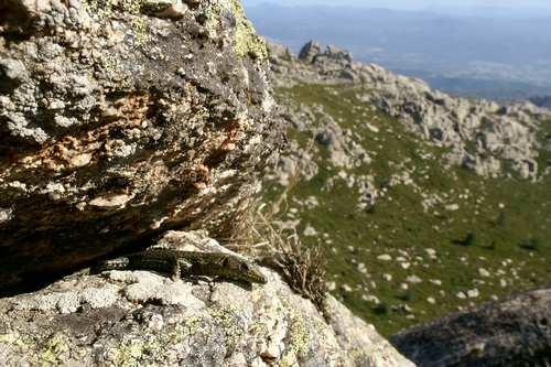 Bedriaga's Rock Lizard, photo 8 of 8