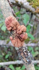 Hypocreopsis lichenoides