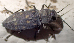 Melanophila consputa