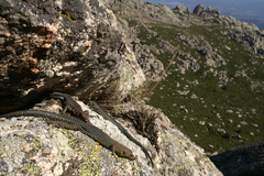 Archaeolacerta bedriagae paessleri